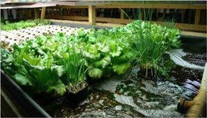 Acuaponía – 3 tips para la producción de peces y plantas