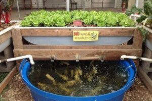acuaponía casera - cultivo hidropónico - cultivo de peces