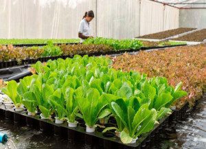 acuaponía - cultivo hidropónico