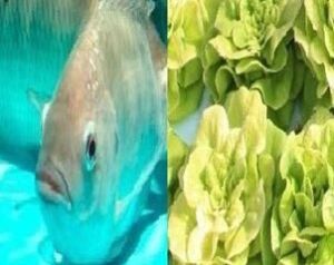 Acuaponía – Proporción óptima pez : planta