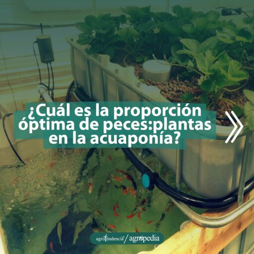 tanques de peces conectado con bandeja de plantas