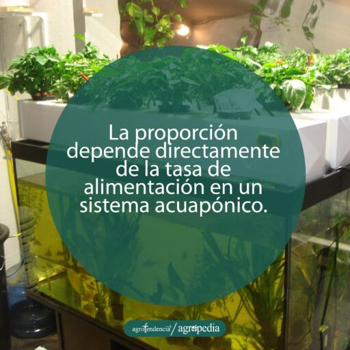 plantas sembradas en bandejas sobre pecera