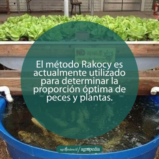 bandeja de con plantas de lechuga encima de tanque con peces en proporción