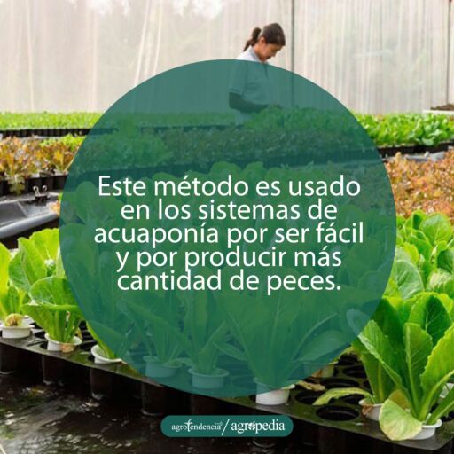 bandejas con plantas de lechuga flotando