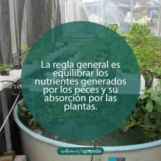 plantas en bandejas en proporción con tanques con peces