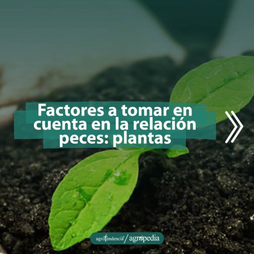 una plántula emergiendo de la tierra