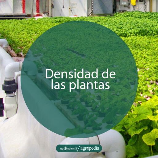 plántulas sembradas en alta densidad en bandejas en proporción con los peces