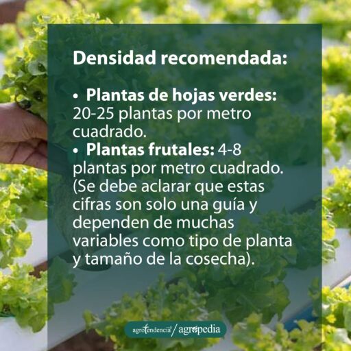 Mano sosteniendo planta de lechuga sembrada en proporción con peces
