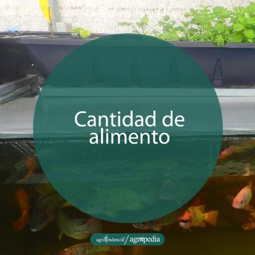pecera en proporción con peces