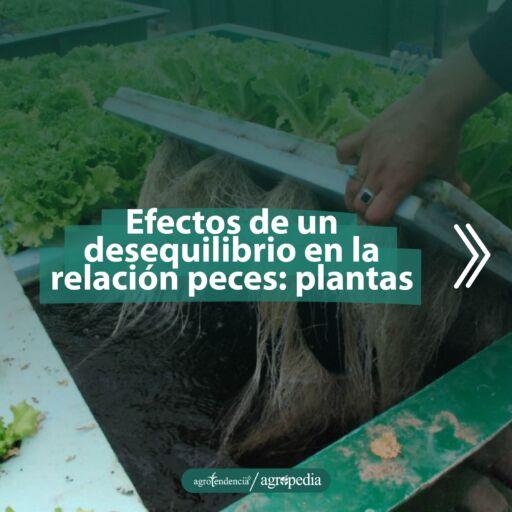 mano sacando bandeja de plantas de lechuga en proporción con los peces