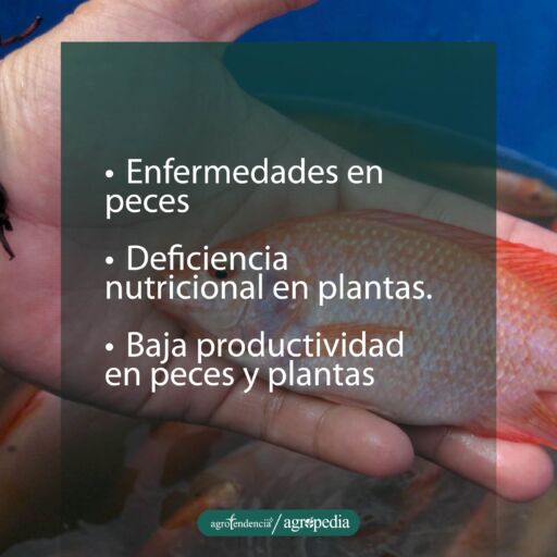 mano con un pez