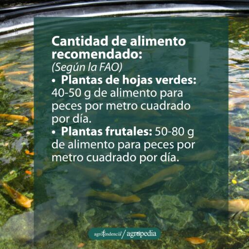 peces en estanque