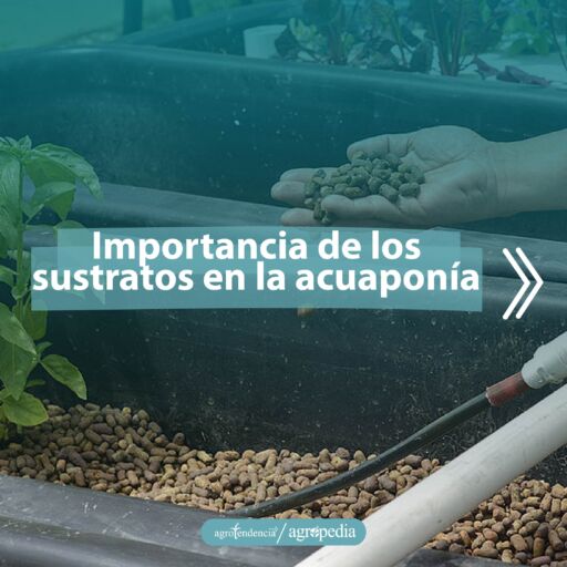 mano con sustrato