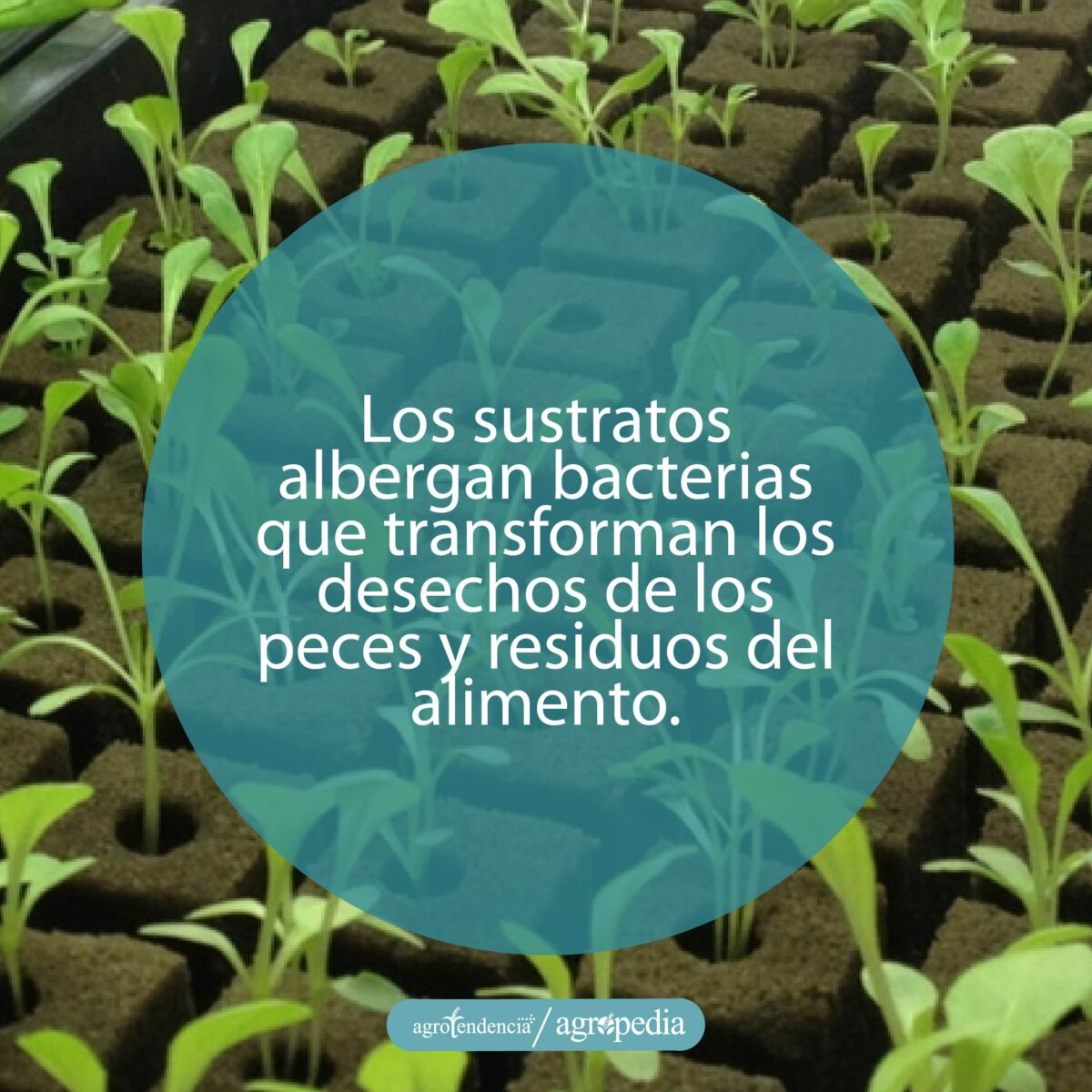 plantulas en sustratos sinteticos