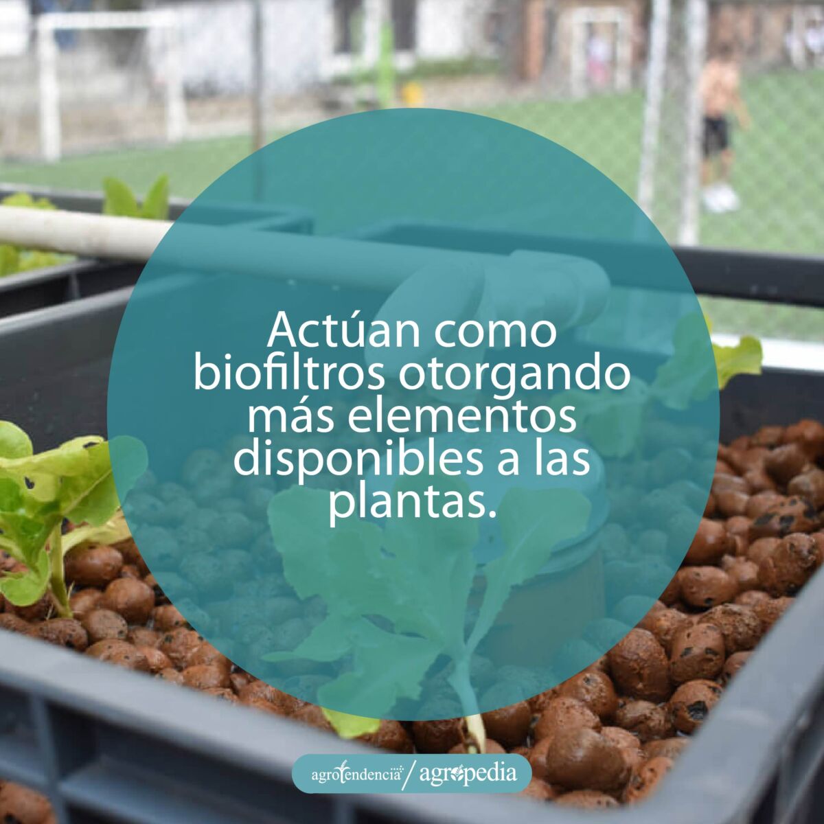 plantas sembradas en perlitas de arcillas como sustrato