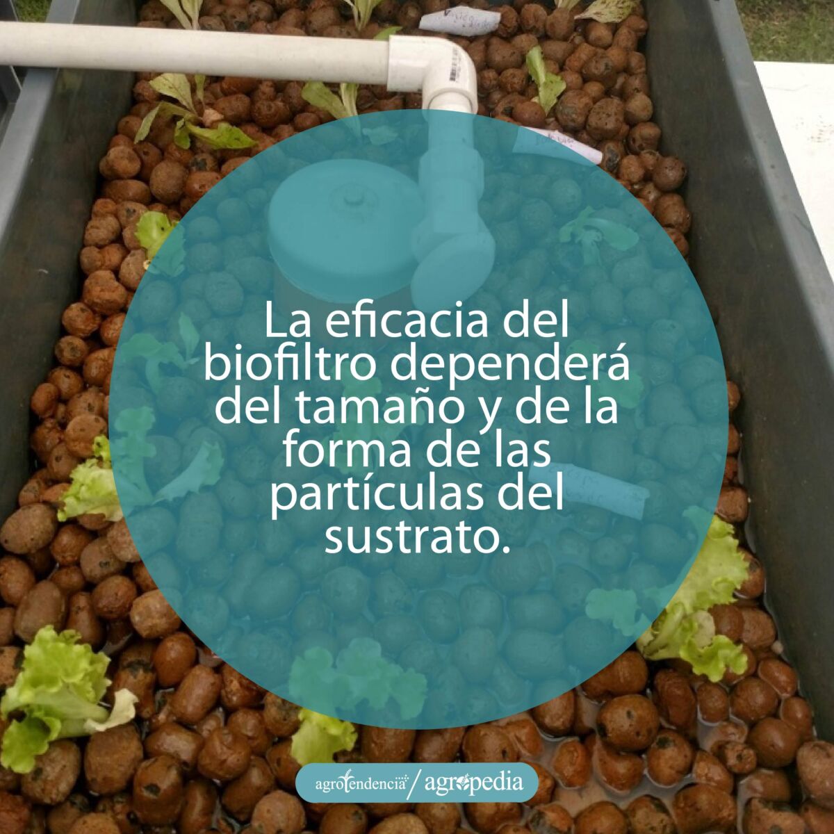 sistema de siembra usando perlitas de arcilla como sustrato