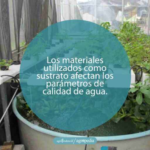 plantas sembradas en bandejas plásticas como sustrato