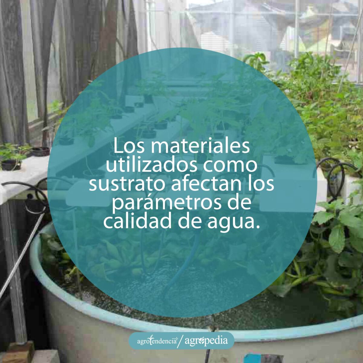 plantas sembradas en bandejas plásticas como sustrato