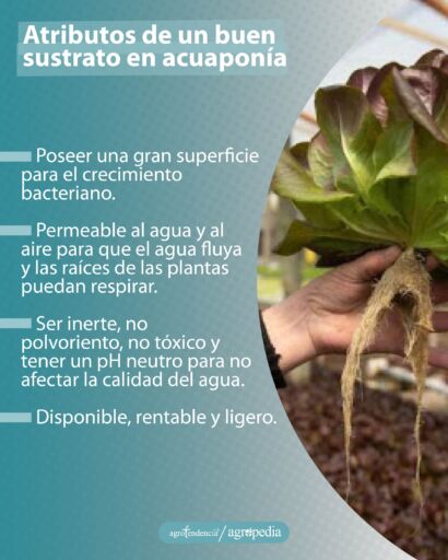 mano sosteniendo planta