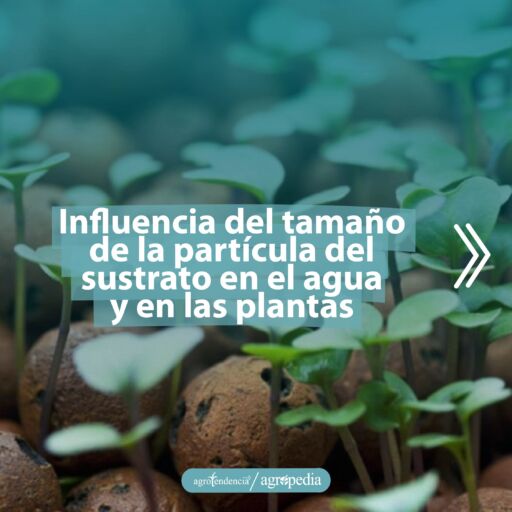 vista cercana de plántulas creciendo entre perlitas de arcilla como sustrato