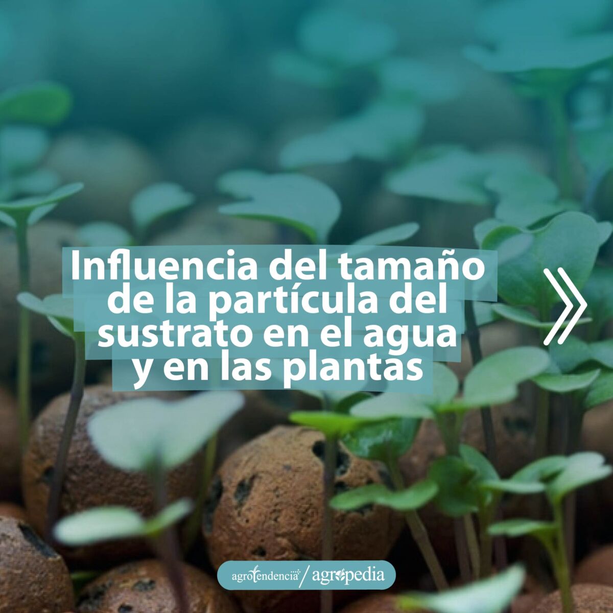 vista cercana de plántulas creciendo entre perlitas de arcilla como sustrato