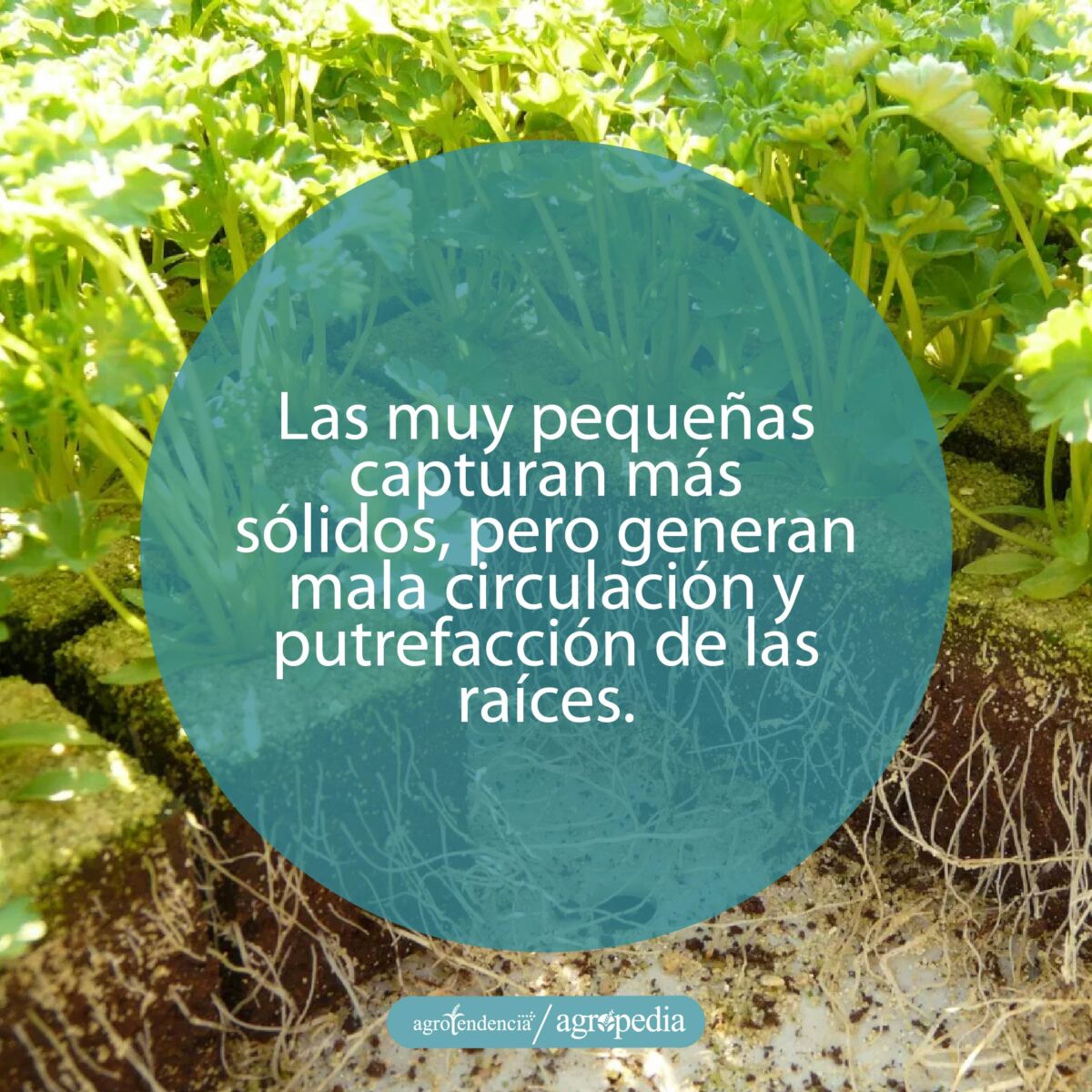plantas sembradas en cubos de sustrato