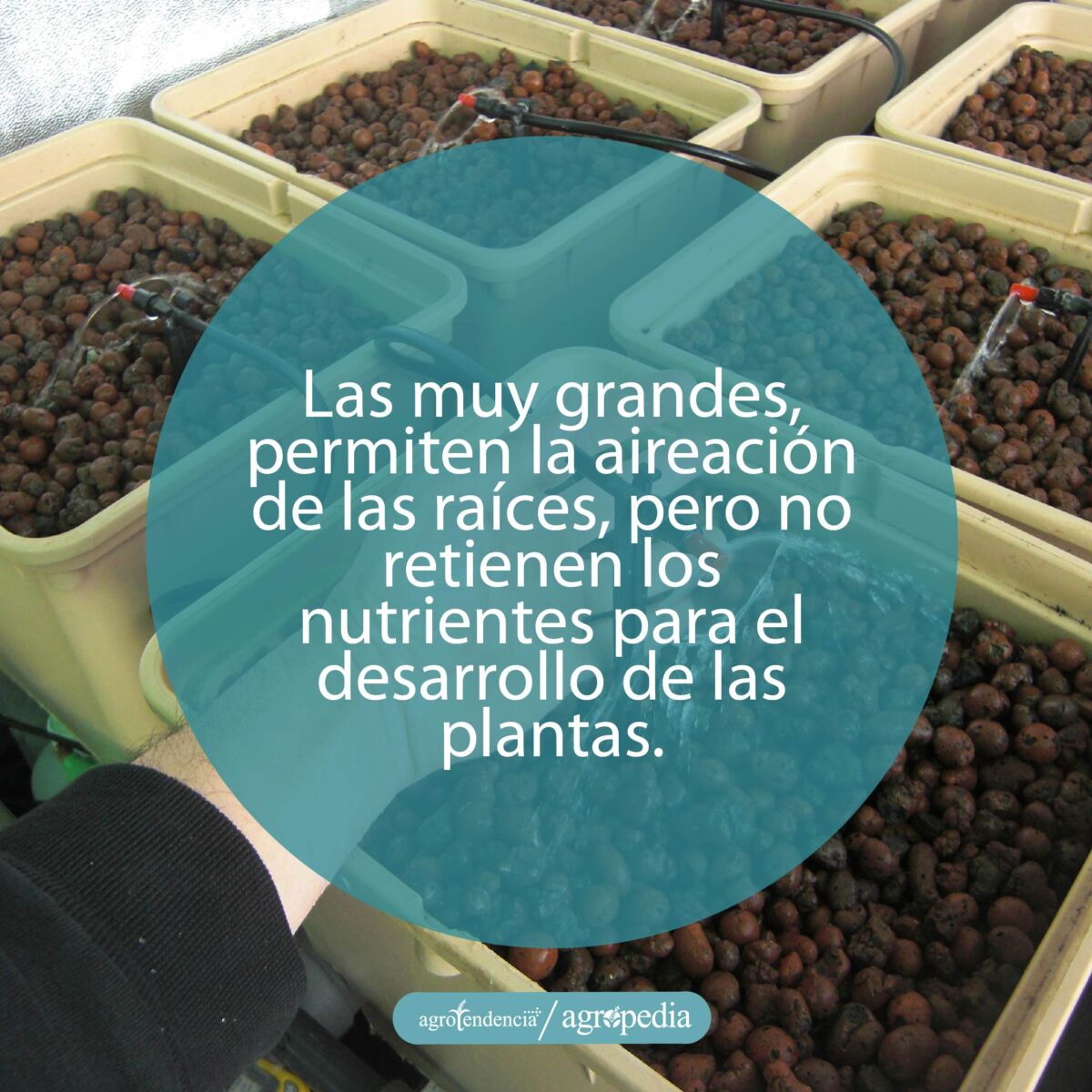 bandejas con perlas de arcillas para ser usadas como sustrato