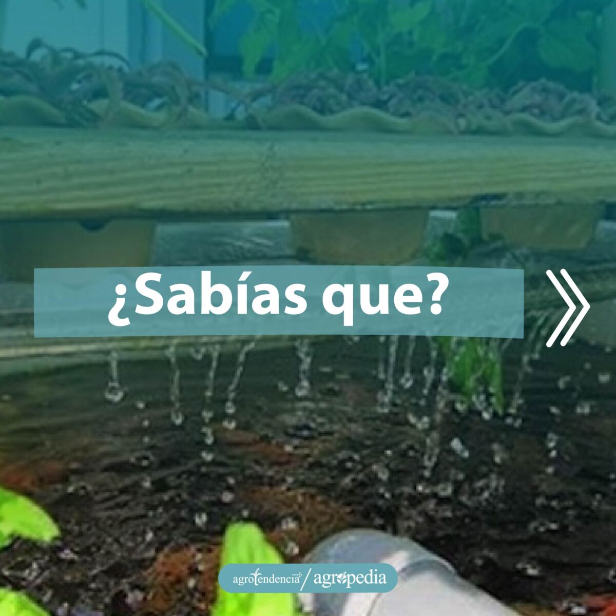 plantas en sistema acuaponico
