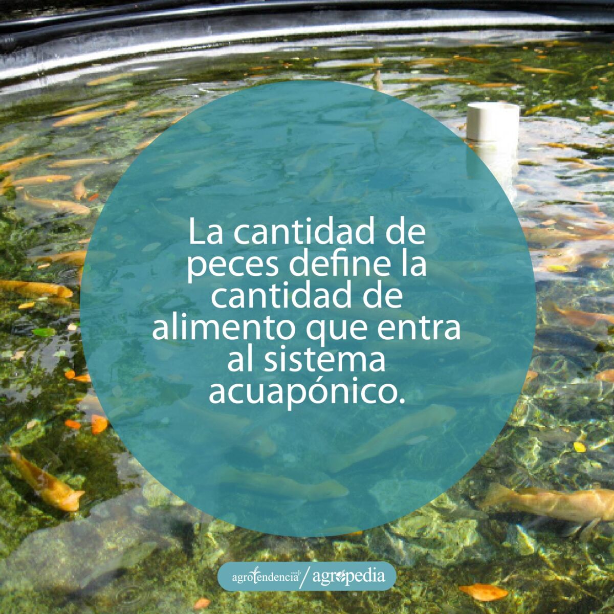 peces en estanque