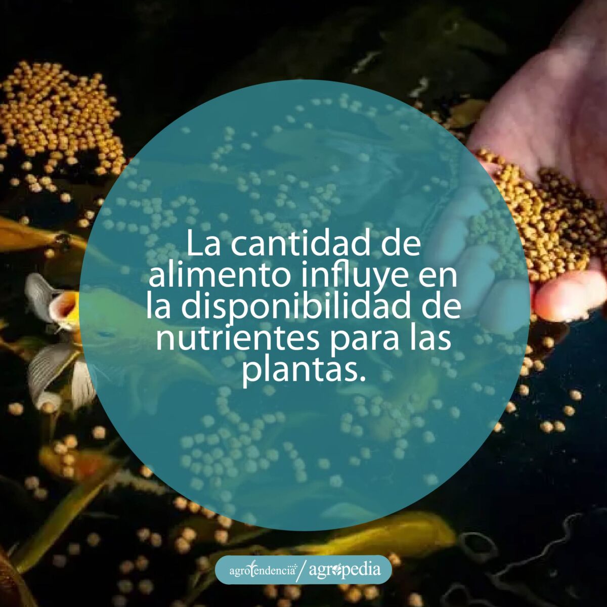 mano echándole alimento a peces