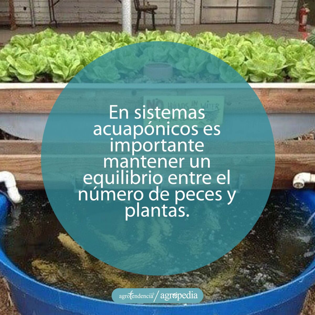 sistema acuaponico de plantas sembradas encima de estanque con peces
