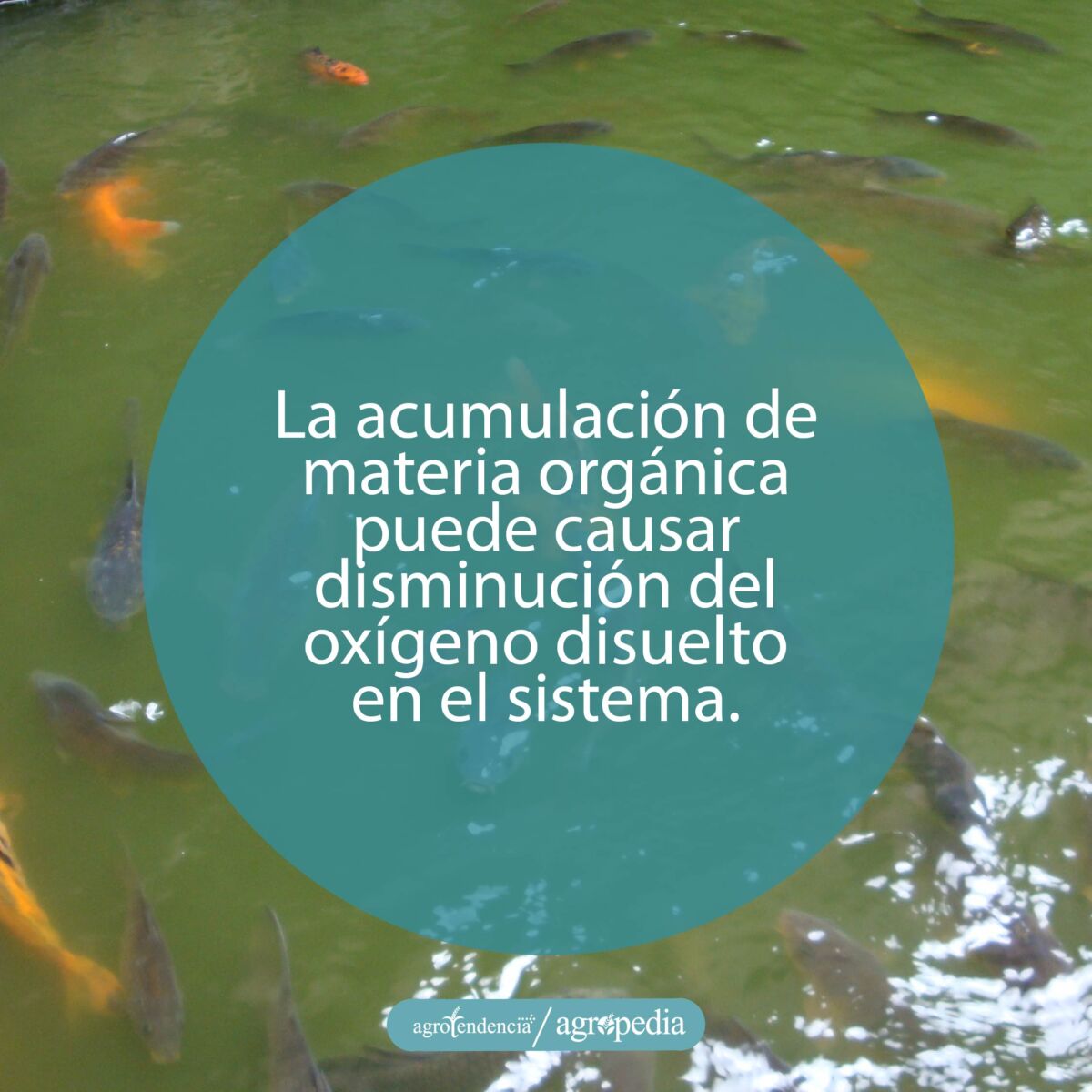 estanque con peces entre agua turbia