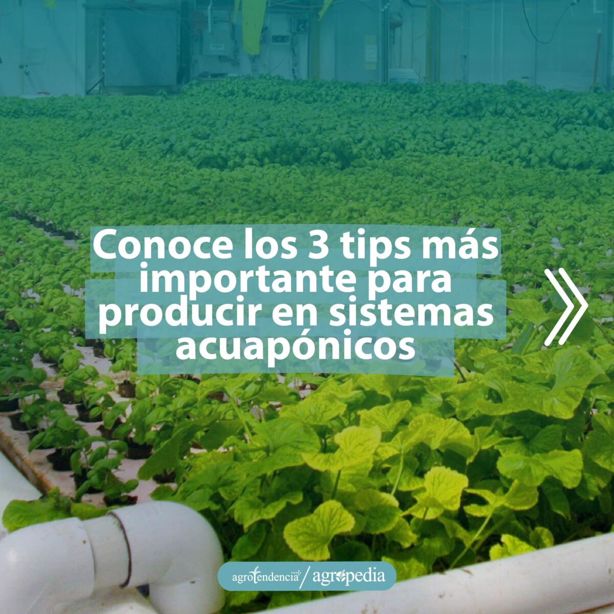 plantas en sistema acuaponico
