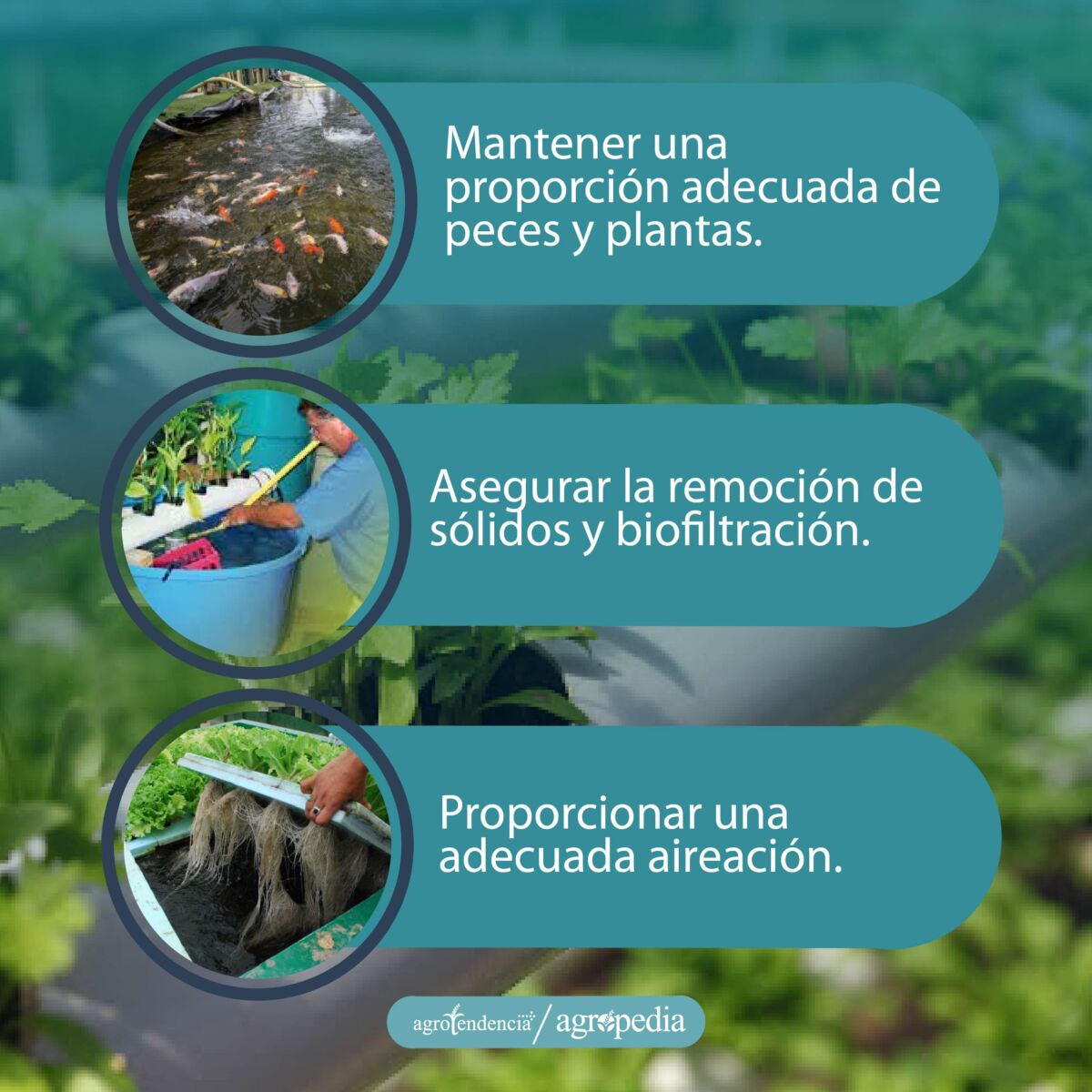 fotos relacionados a los 3 tips en sistemas acuaponicos