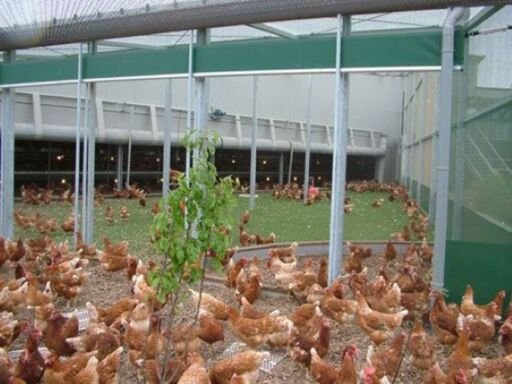 gallinas libres en bienestar