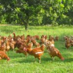 gallinas ponedoras - bienestar animal