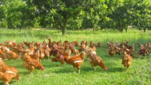 gallinas ponedoras - bienestar animal