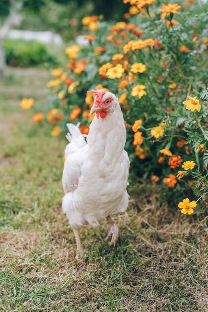 una gallina caminando entre flores con bienestar