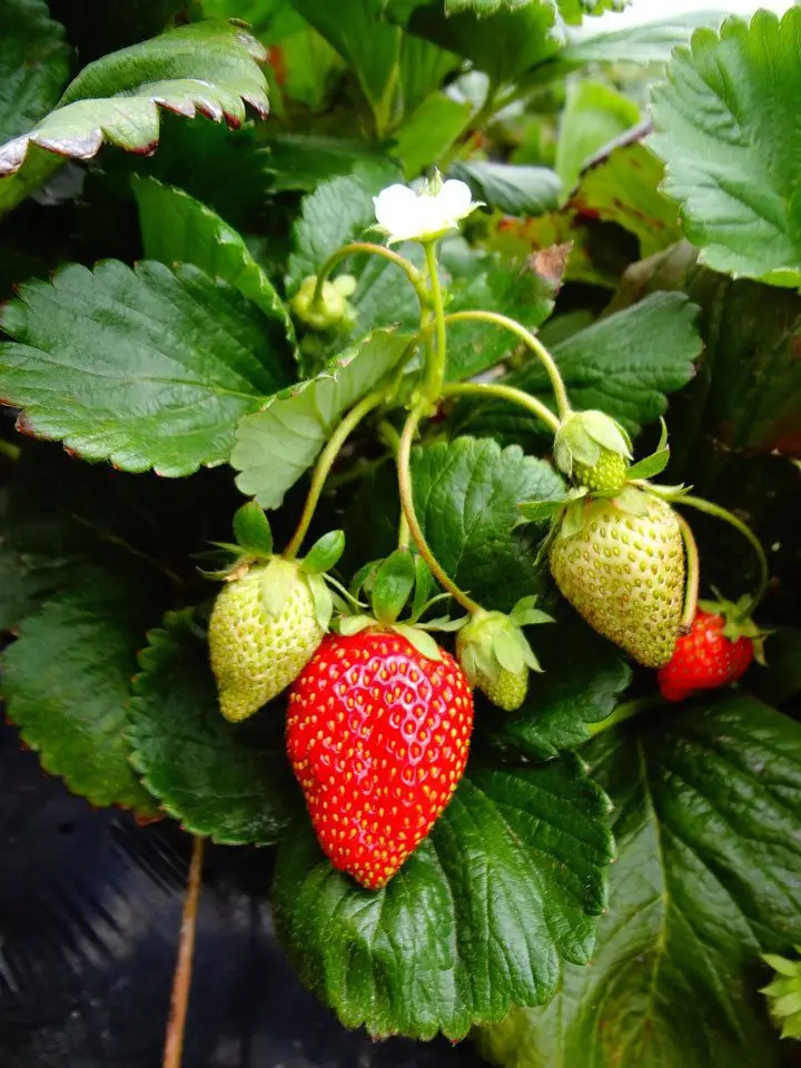 fresas