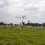 ganadería regenerativa - modelo de ganadería regenerativa