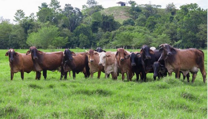 ganado en potrero bajo enfoque de ganadería regenerativa