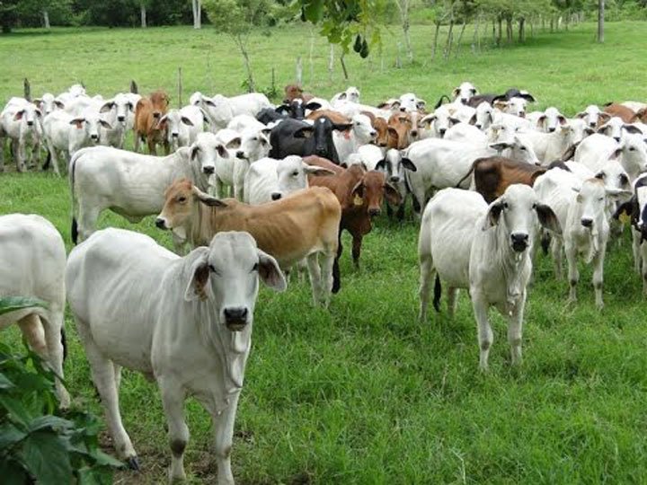 ganado blanco y marrón en potero bajo enfoque de ganadería regenerativa