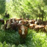 ganado vacuno - ganadería regenerativa