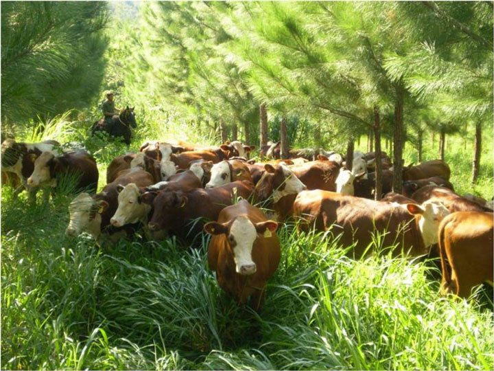 ganado pastoreando bajo enfoque de ganadería regenerativa
