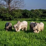 ganadería regenerativa - modelo de ganadería regenerativa