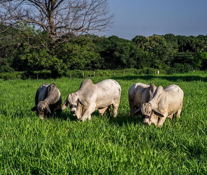 4 toros pastando bajo enfoque de ganadería regenerativa