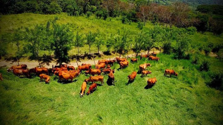 vista aérea de ganado en potrero