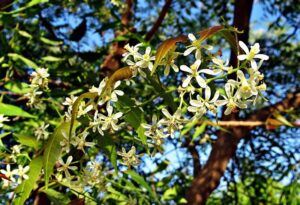 ganadería regenerativa - arboles dispersos en potreros