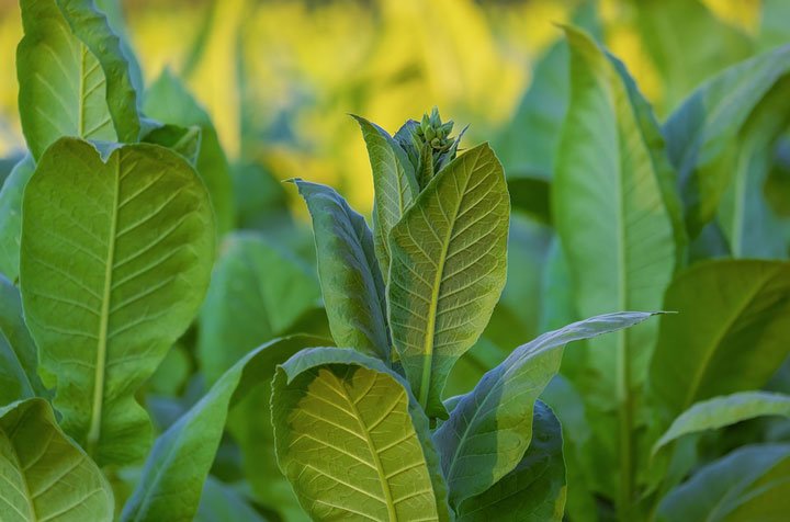 hojas de tabaco para control de garrapatas en ganadería regenerativa