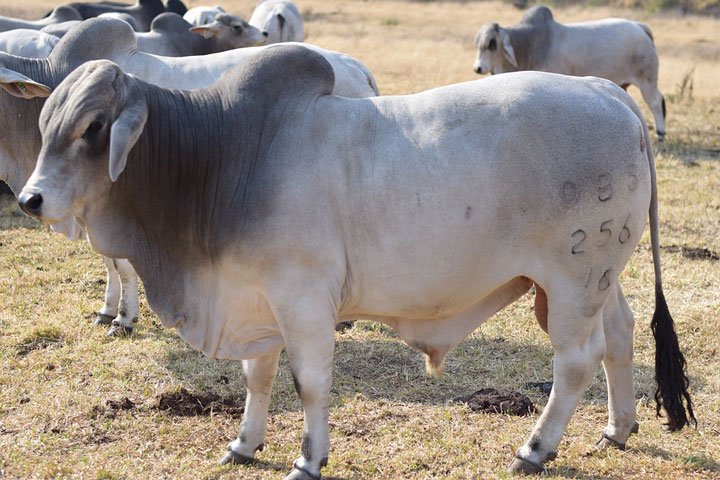 Toros de la raza Brahman usado en la ganadería regenerativa